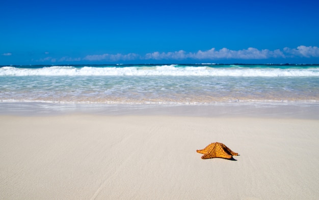 Playa con estrella de mar