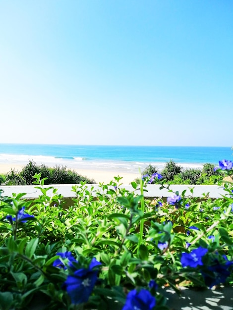 playa con flores