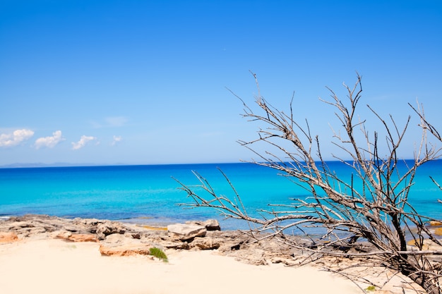 Playa de Formentera Escalo con ramas secas.