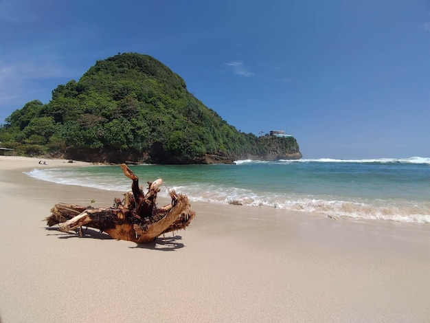 Foto una playa con un gran trozo de madera a la deriva