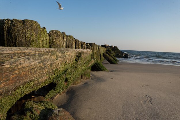 Foto una playa con una gran valla de madera y una gaviota sobrevolándola.