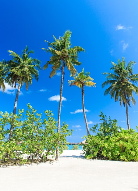 Playa y hermoso mar tropical