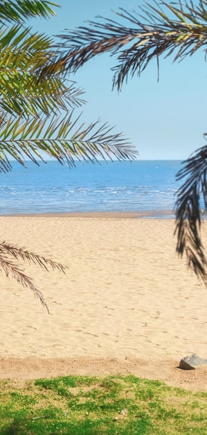 Una playa con hojas de palma y un océano azul al fondo.