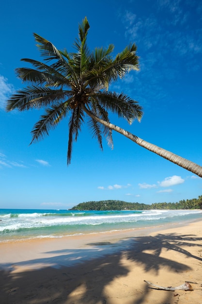 Playa idílica con palmeras Sri Lanka