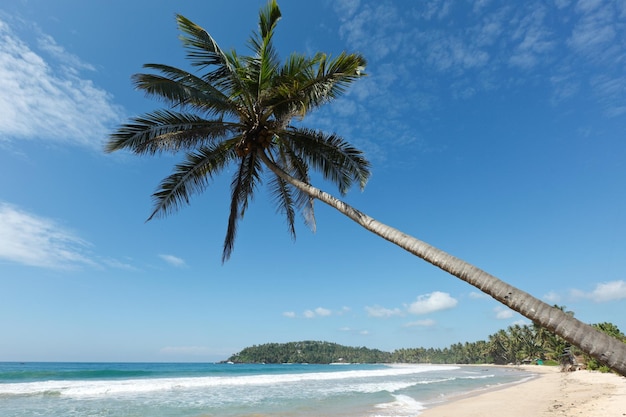 Playa idílica con palmeras Sri Lanka