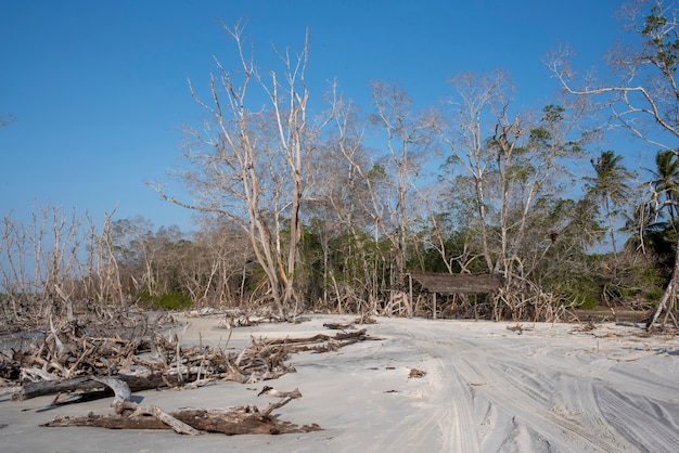 La playa de Jericoacoara Ceara Brasil manglares con árboles secos en el cielo azul
