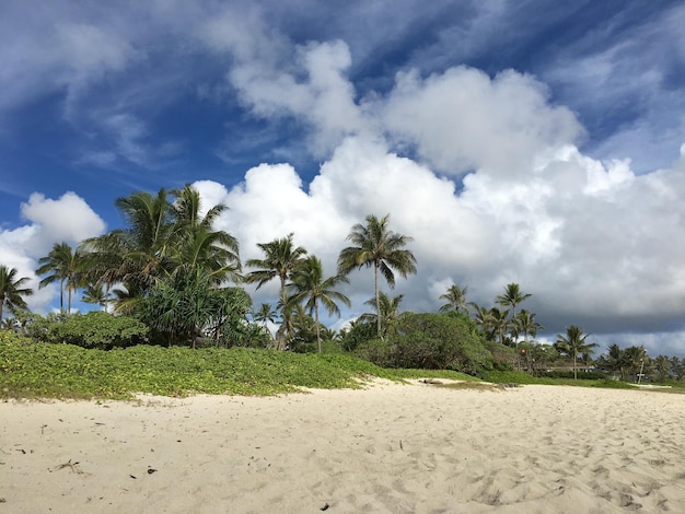 Foto la playa de kailua