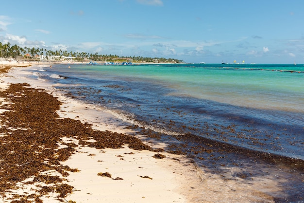 Playa llena de algas sargassum Sargassum problema ecológico del Caribe