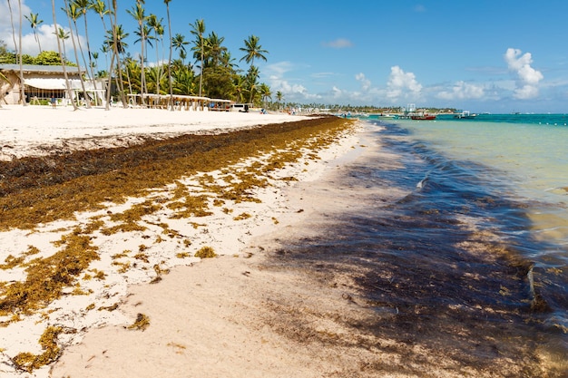 Playa llena de algas sargassum Sargassum problema ecológico del Caribe