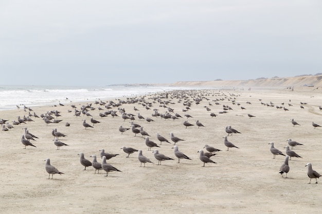 Foto playa llena de gaviotas