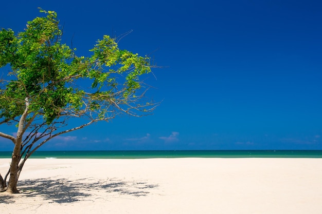 La playa y el mar tropical