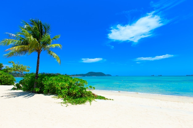 Playa y mar tropical