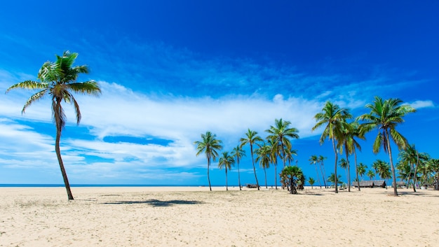 Playa y mar tropical