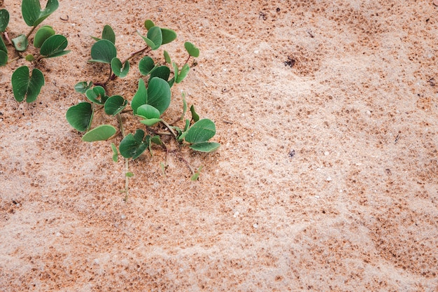 Playa Morning Glory o Ipomoea pes-caprae en la arena de la playa. Phhuket Tailandia