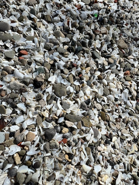 una playa con muchas rocas y conchas en ella