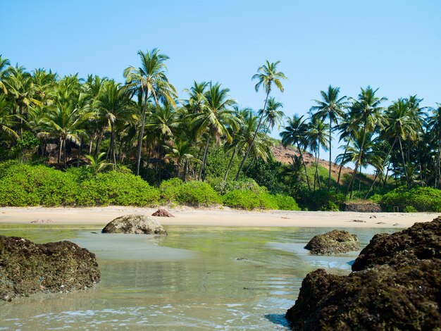 Playa del océano con isla y palmeras.