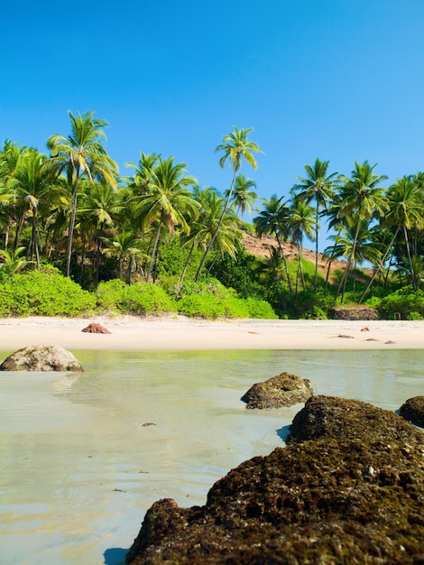 Playa del océano con isla y palmeras.