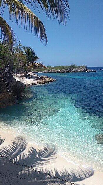 Foto una playa con una palmera y un agua azul