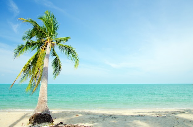 La playa con palmera de coco