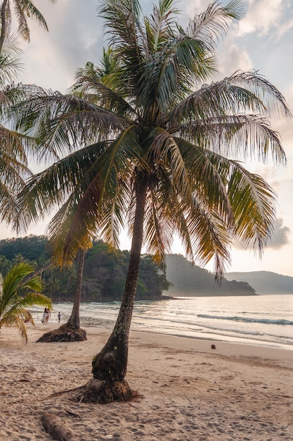 La playa y las palmeras por la mañana en la isla