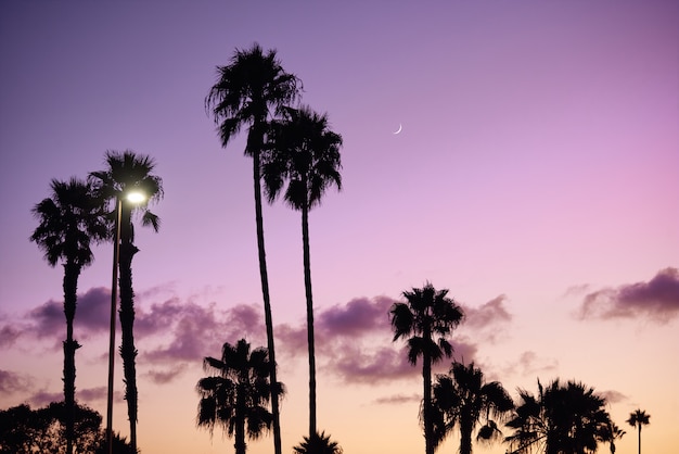 Playa con palmeras silueta y cielo púrpura en San Diego