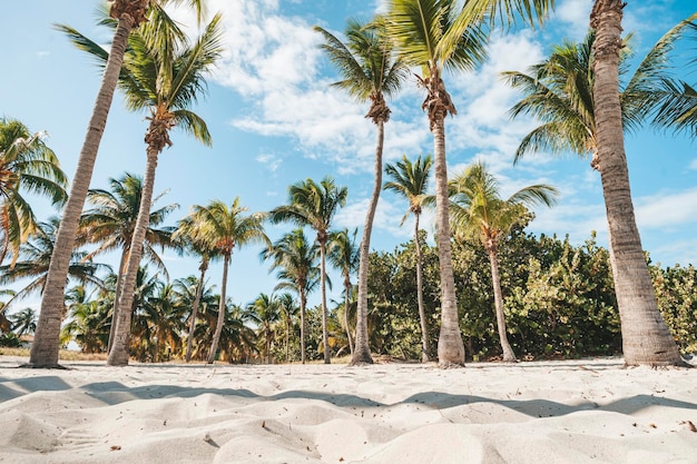 Playa palmeras tropical vintage fondo isla palmera con sombra paisaje arena blanca en primer plano Hermoso paisaje en una costa limpia