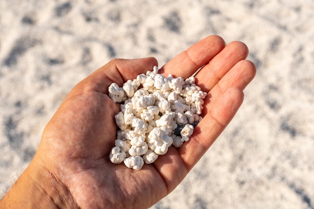 Playa de las Palomitas de Maíz cerca de la localidad de Corralejo, al norte de la isla de Fuerteventura, Islas Canarias. España