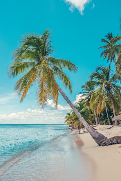 La playa del paraíso en el Caribe