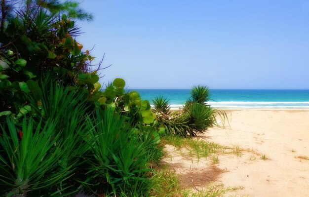 una playa con una playa y algunas plantas y un cielo azul