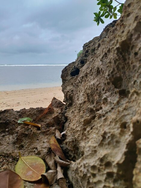 Una playa con una roca y un árbol encima.