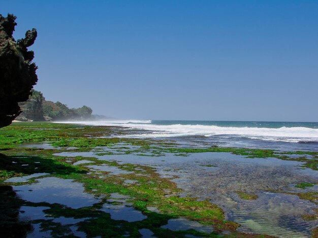 Playa rocosa con una extensión de algas