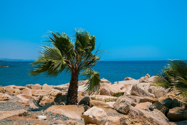 Playa rocosa con palmera Naturaleza Chipre