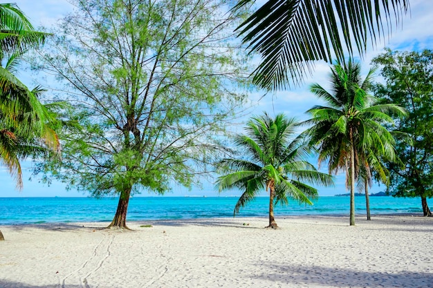 Playa en Sihanoukville Palmeras y mar azul