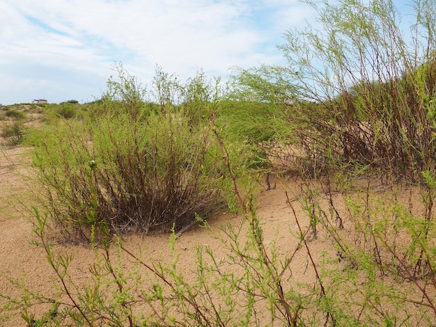 Playa soleada con dunas de arena y cielo azul lugares arenosos matorrales de arbustos y estepas dunas del bl