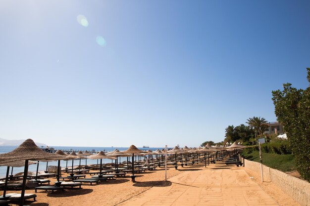 Playa soleada con palmeras en la costa del Mar Rojo.