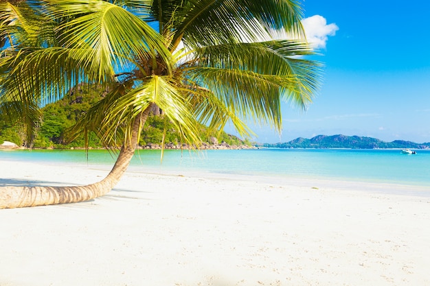 Playa soleada paradisíaca tropical con arena blanca y palmeras.