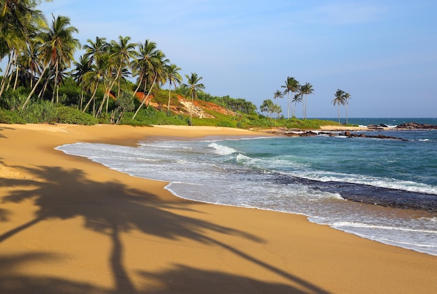 Playa tropical al atardecer con sombras de palmeras