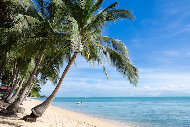 Playa tropical de la arena con los árboles de coco en la mañana. Tailandia, isla de Samui, Maenam.