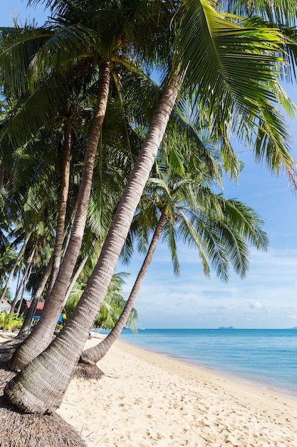 Playa tropical de la arena con los árboles de coco en la mañana. Tailandia, isla de Samui, Maenam.