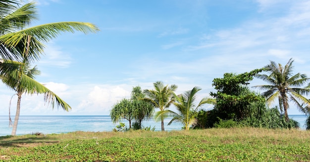 Playa tropical de arena con marco de árbol de Palma de coco