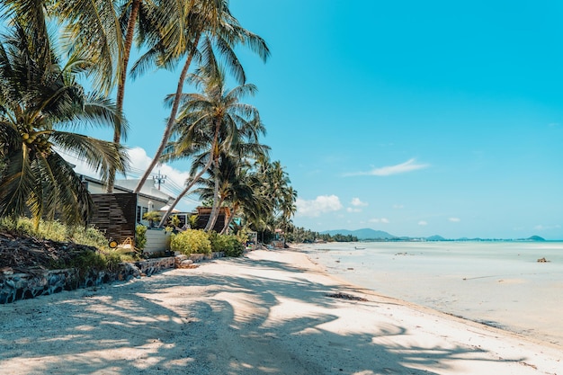 Playa tropical y cocotero en koh tao