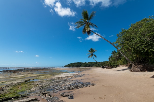 Playa tropical con cocoteros en la isla de Boipeba en Bahía Brasil.