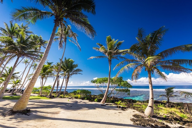 Playa tropical en el lado sur de la isla de Samoa con palmeras de coco