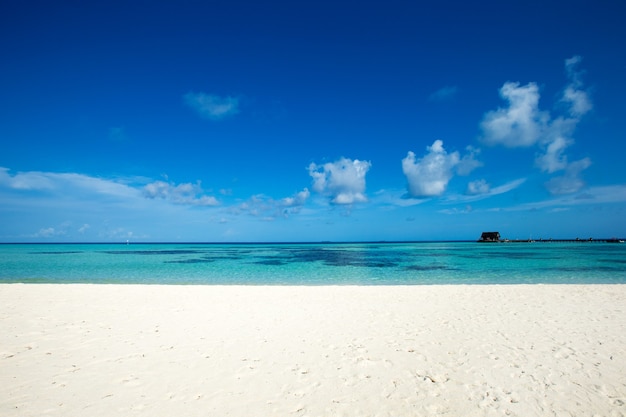 Playa tropical en Maldivas con pocas palmeras y laguna azul