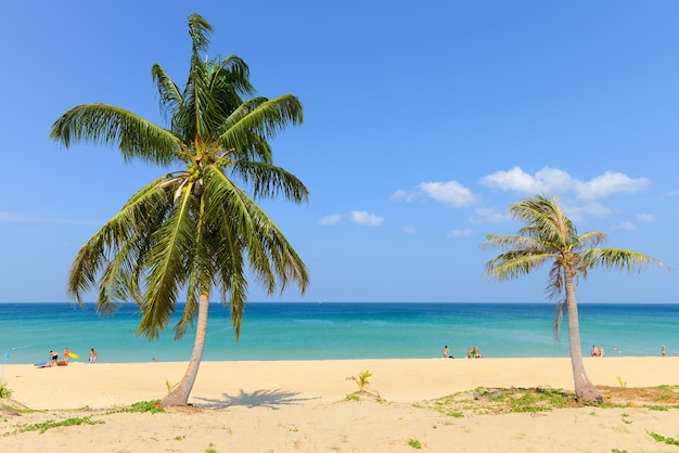 Playa tropical con palmeras de coco y cielo azul en la playa de Karon Phuket, Tailandia