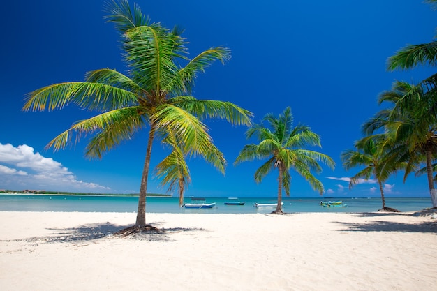 Playa tropical con palmeras y laguna azul.