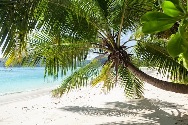 Playa tropical con palmeras y mar turquesa