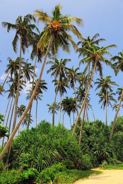 Playa tropical con palmeras en Sri Lanka