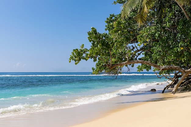 Playa tropical paradisíaca