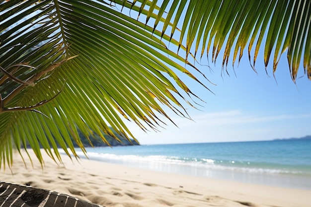 La playa tropical con la sombra de las palmeras